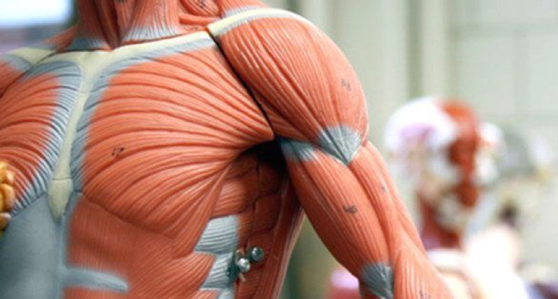 img-anatomia img-anatomia
